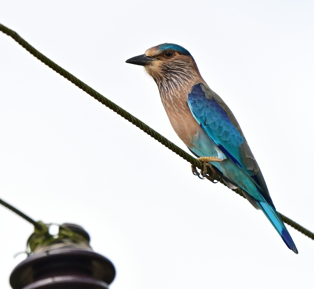 Carraca India - ML644586655