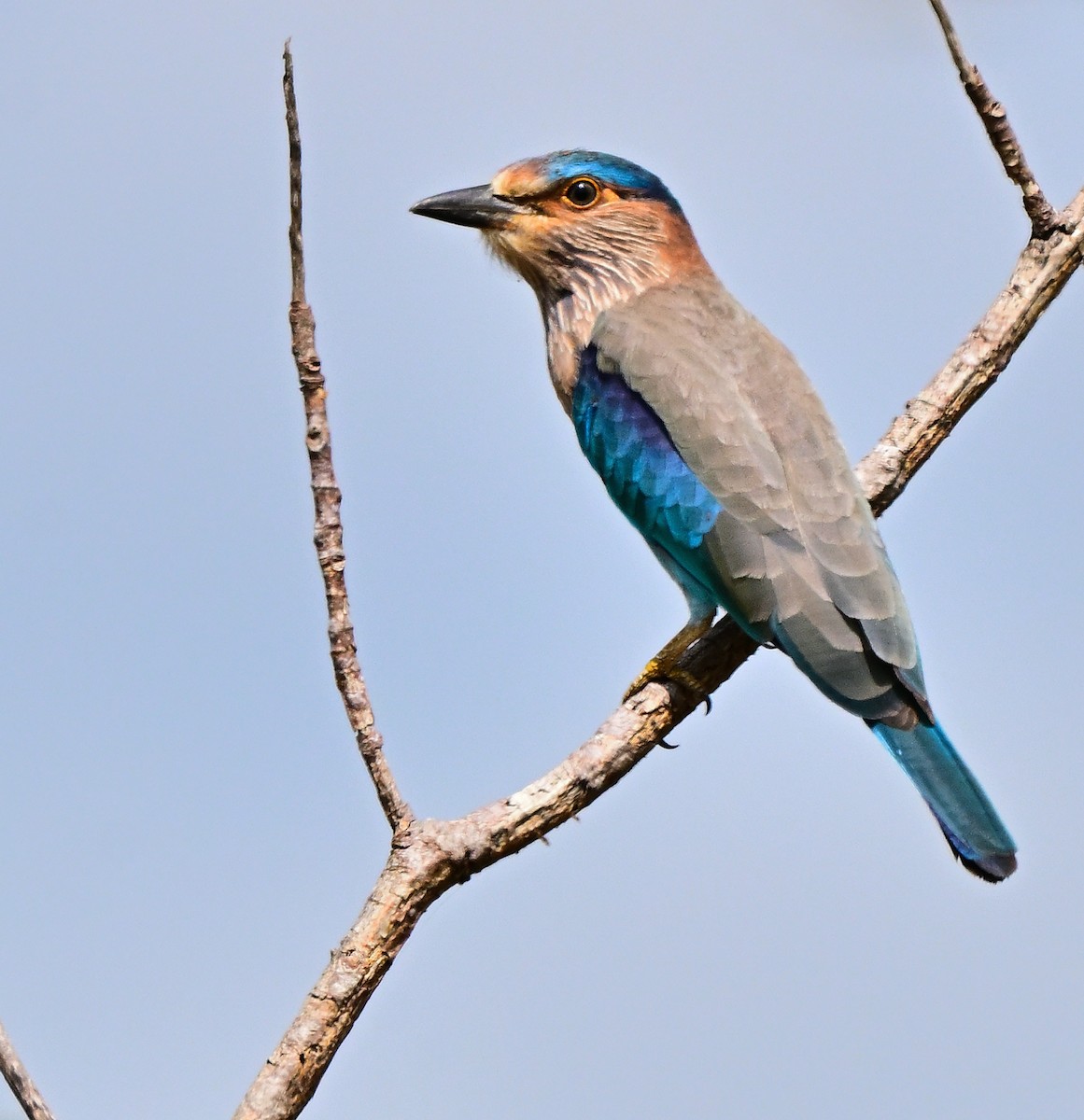 Carraca India - ML644586656