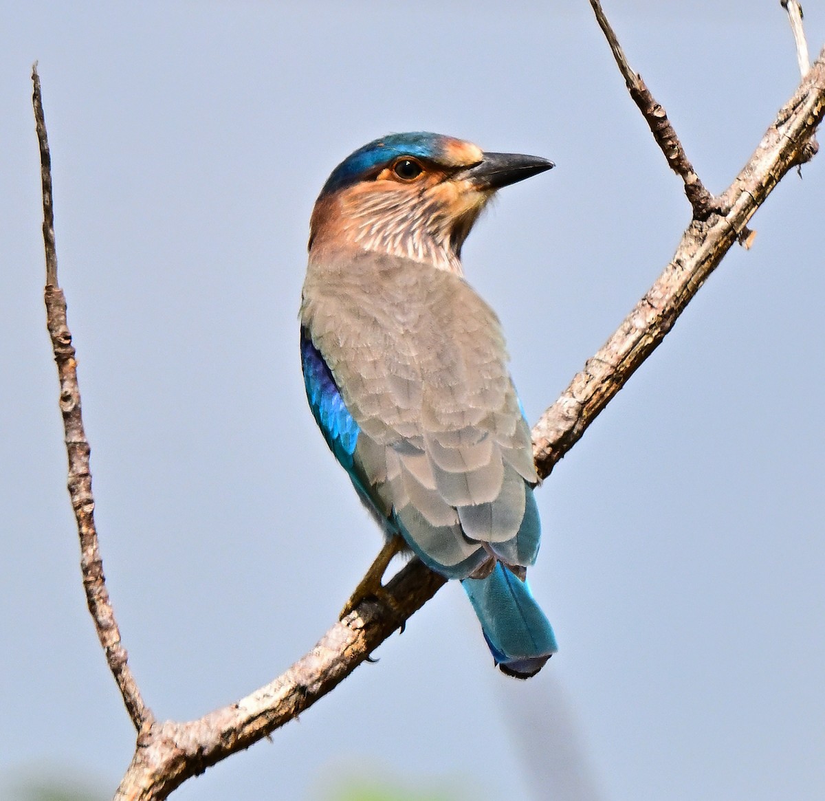 Carraca India - ML644586657