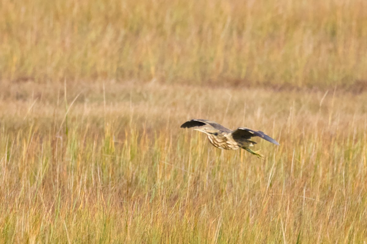 Бугай американський - ML644586659