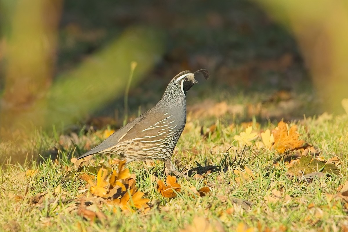 California Quail - ML644586662