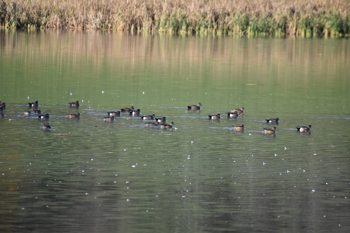 Fischione americano - ML644586670