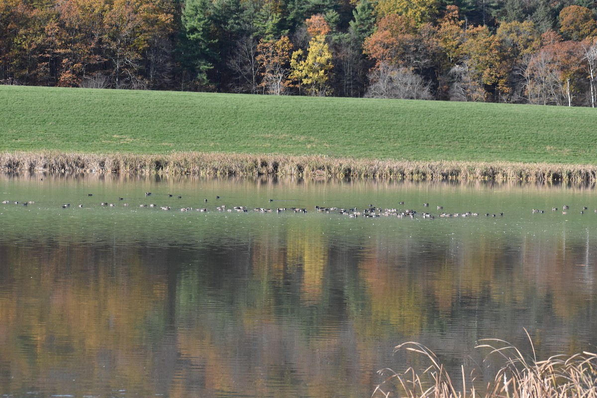 Fischione americano - ML644586672