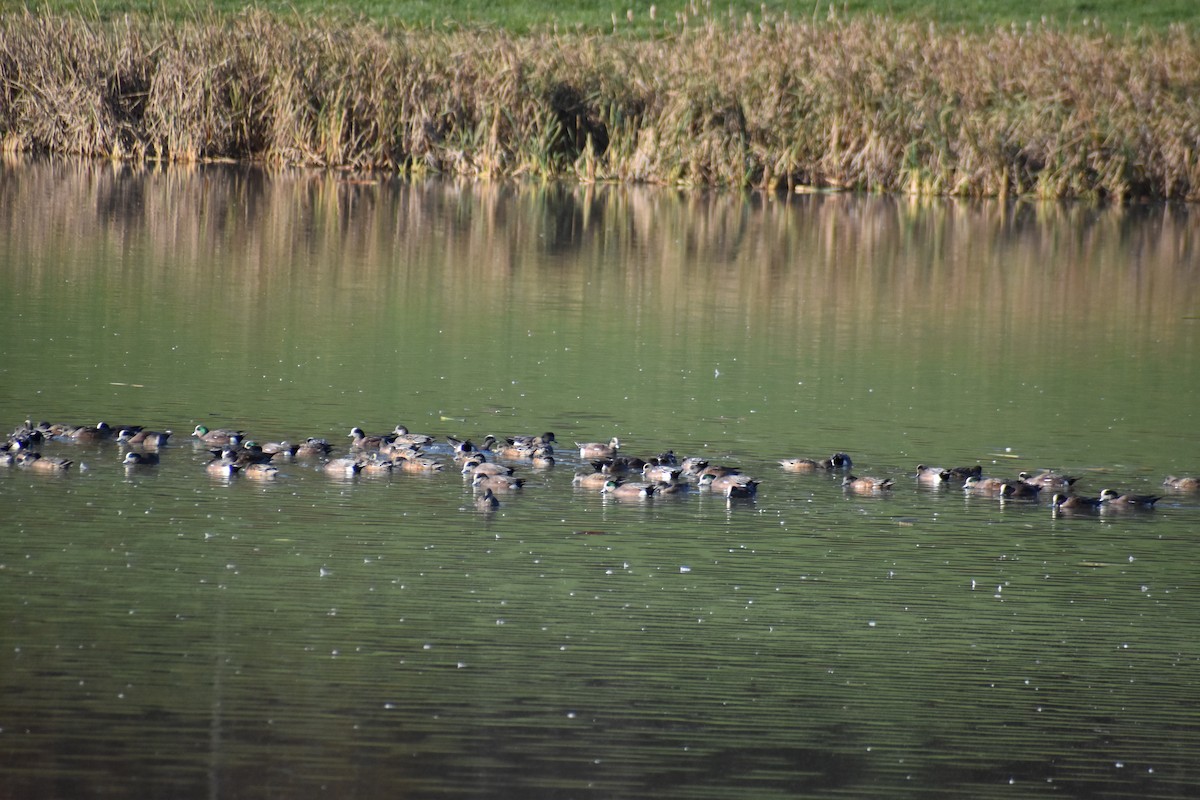 Свищ американський - ML644586673