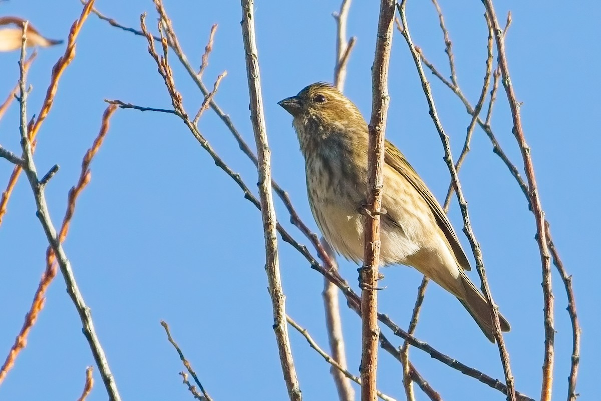 Purple Finch - ML644586679