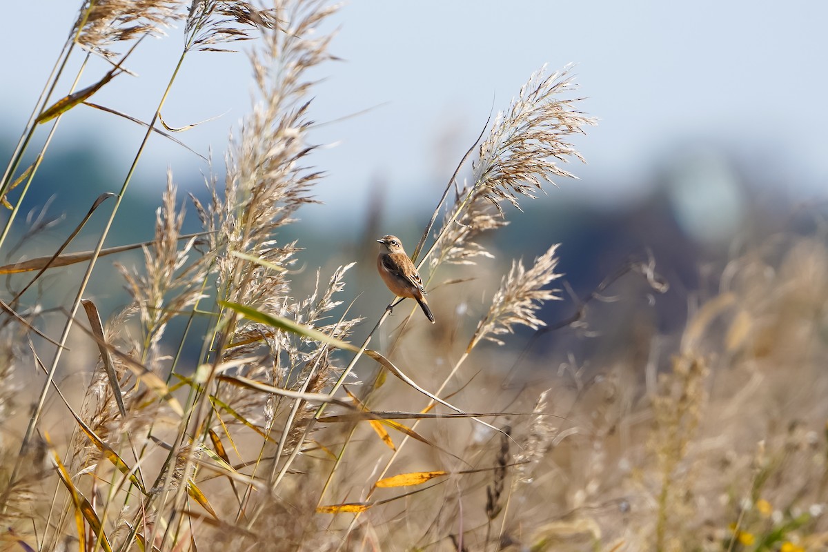 Amur Stonechat - ML644586683