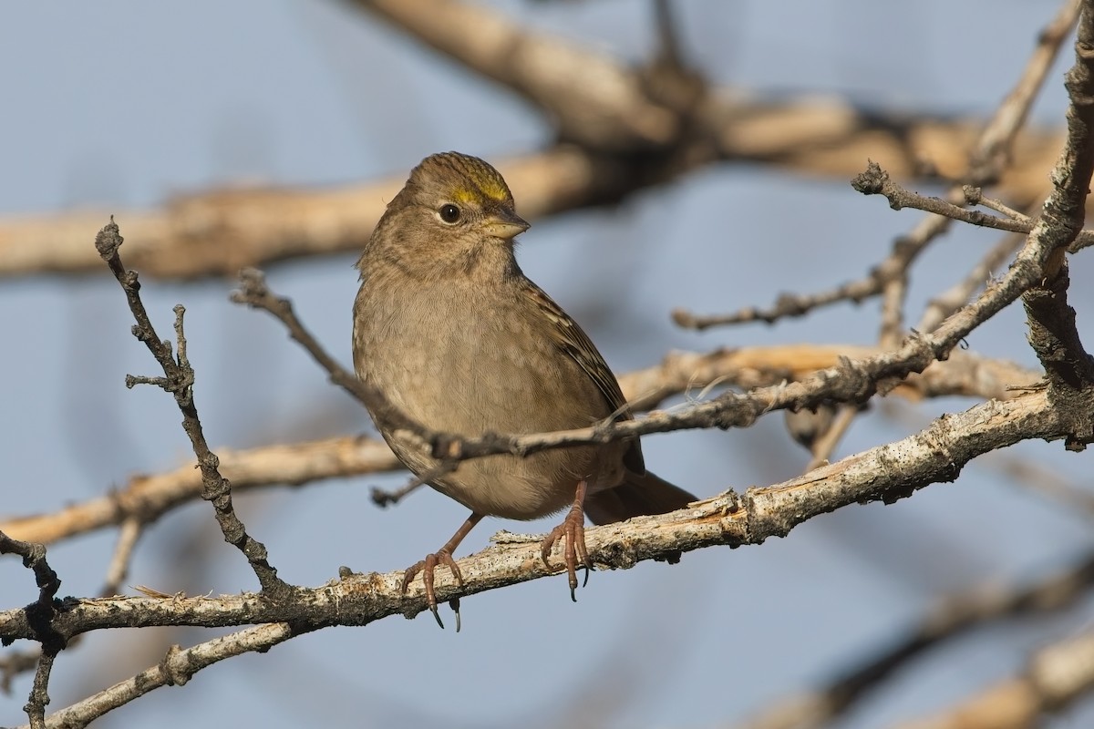 Golden-crowned Sparrow - ML644586685