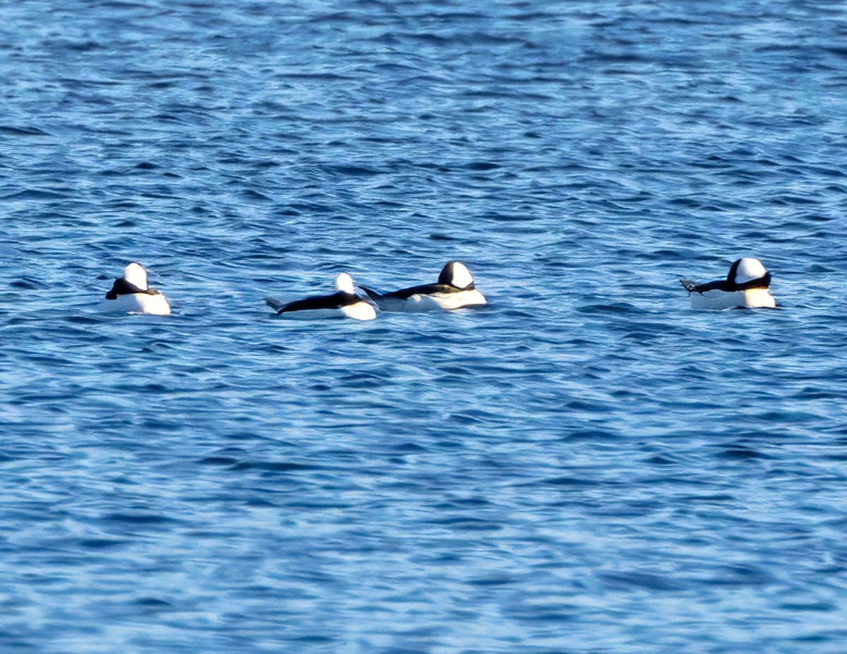 Bufflehead - ML644586689