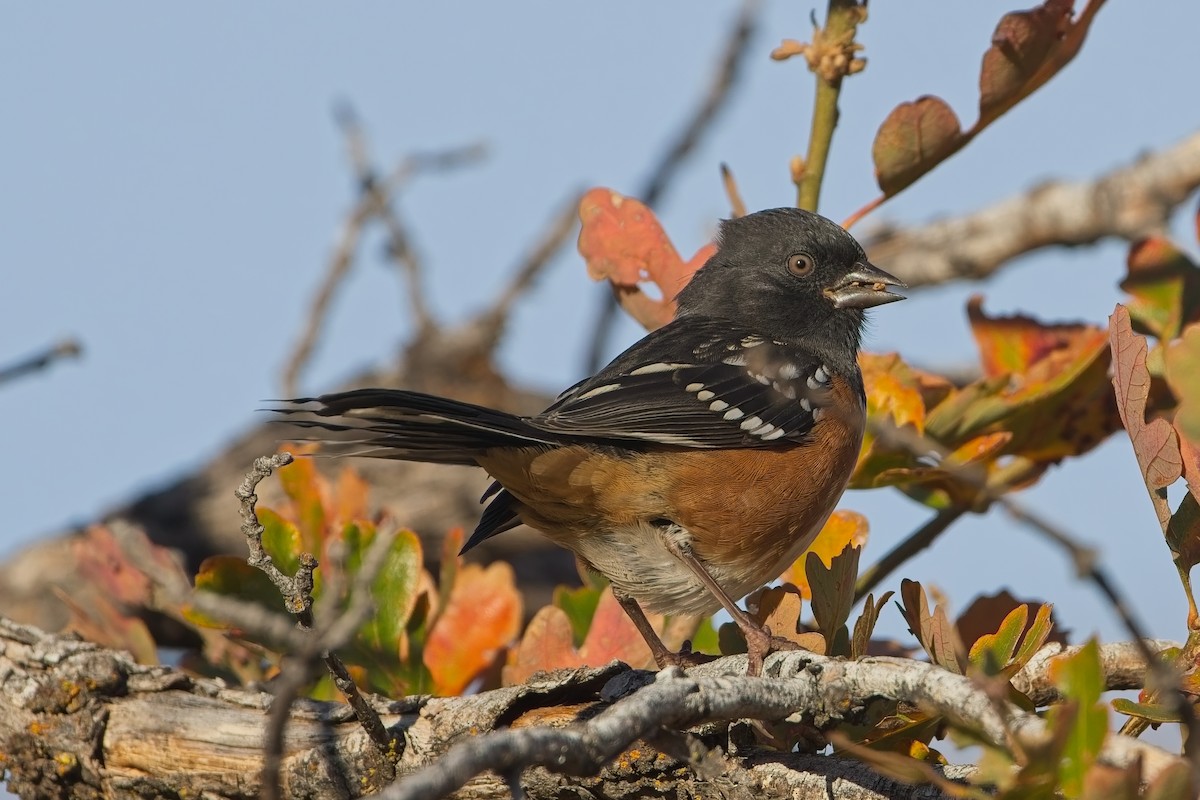 Spotted Towhee - ML644586690