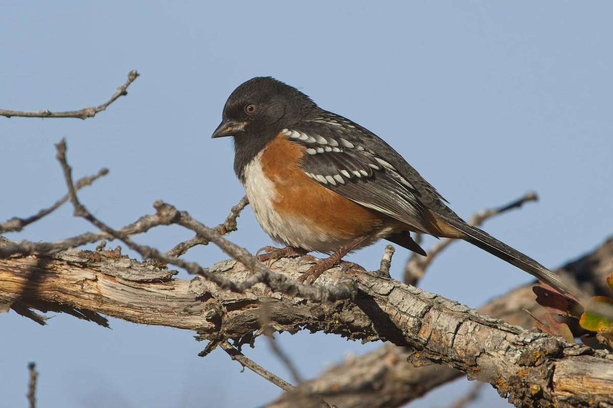 Spotted Towhee - ML644586691