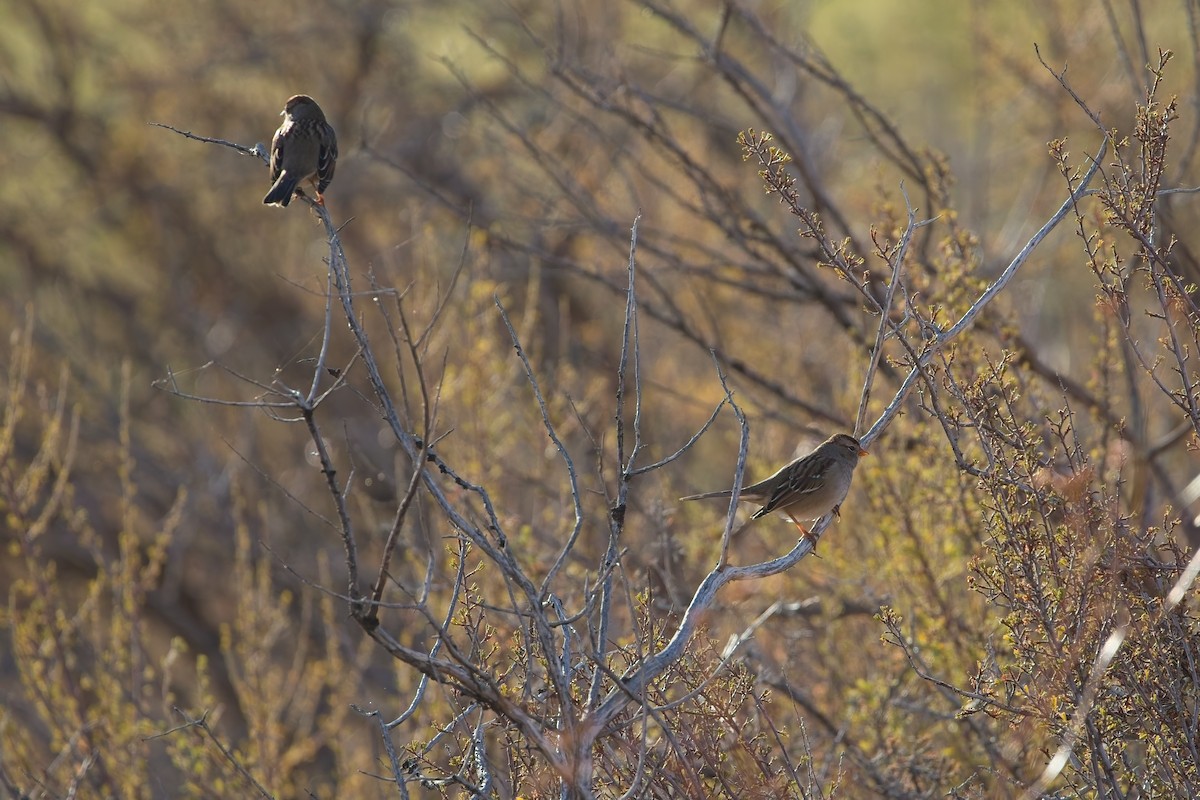 White-crowned Sparrow - ML644586699