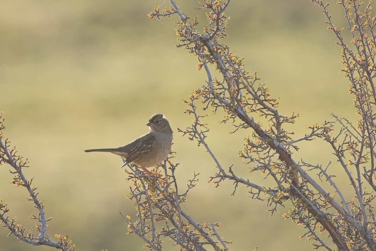 Golden-crowned Sparrow - ML644586701