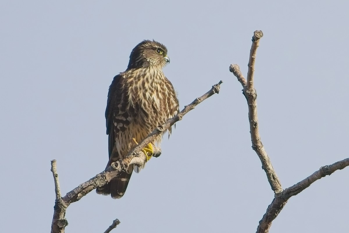 Merlin - ML644586709