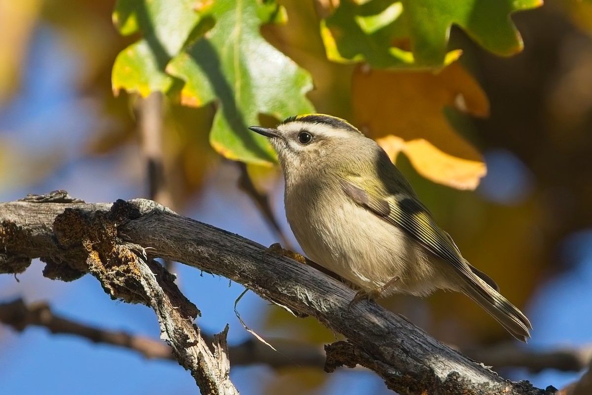 Golden-crowned Kinglet - ML644586712