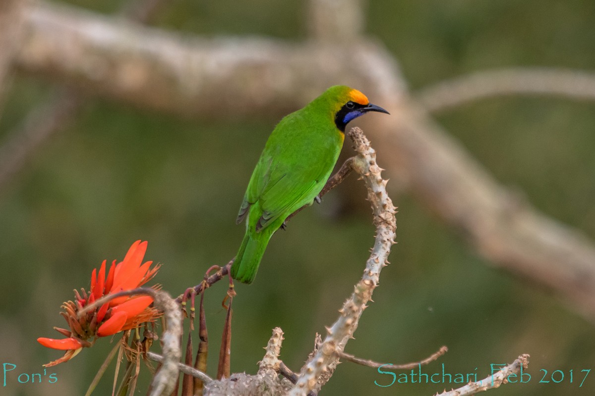 gyllenpannebladfugl - ML644586714