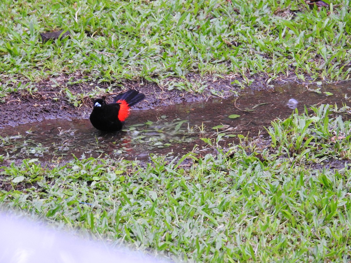 Passerinitangare - ML644586718