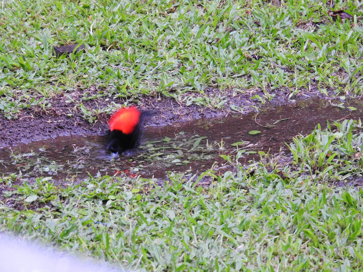 Passerinitangare - ML644586719