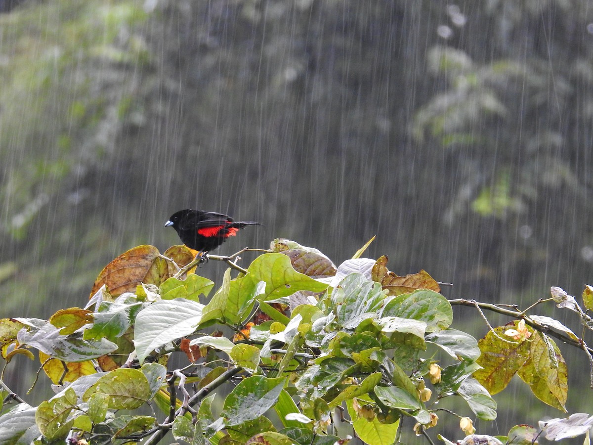 Passerinitangare - ML644586720