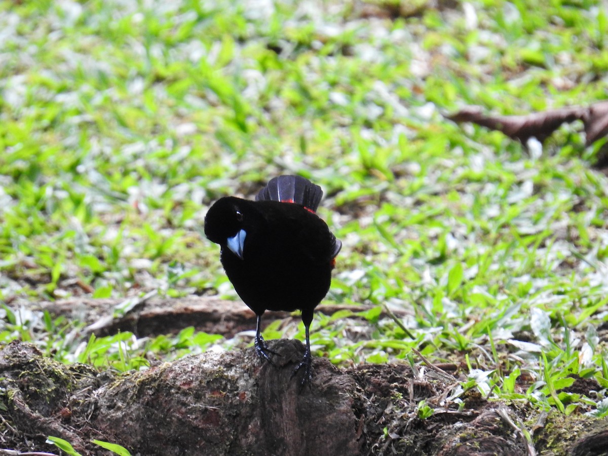 Passerinitangare - ML644586721