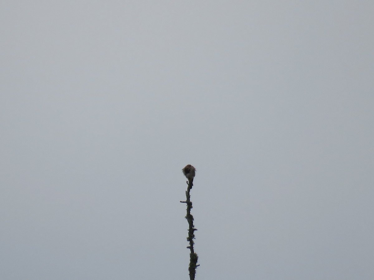 American Kestrel - ML644586723