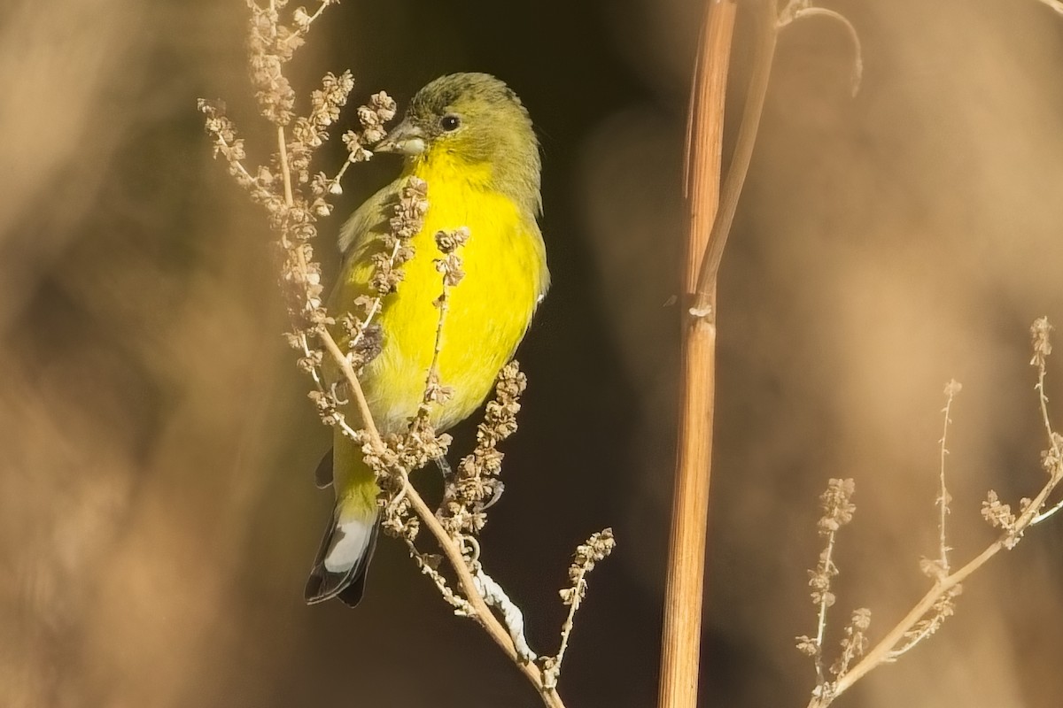 Lesser Goldfinch - ML644586748