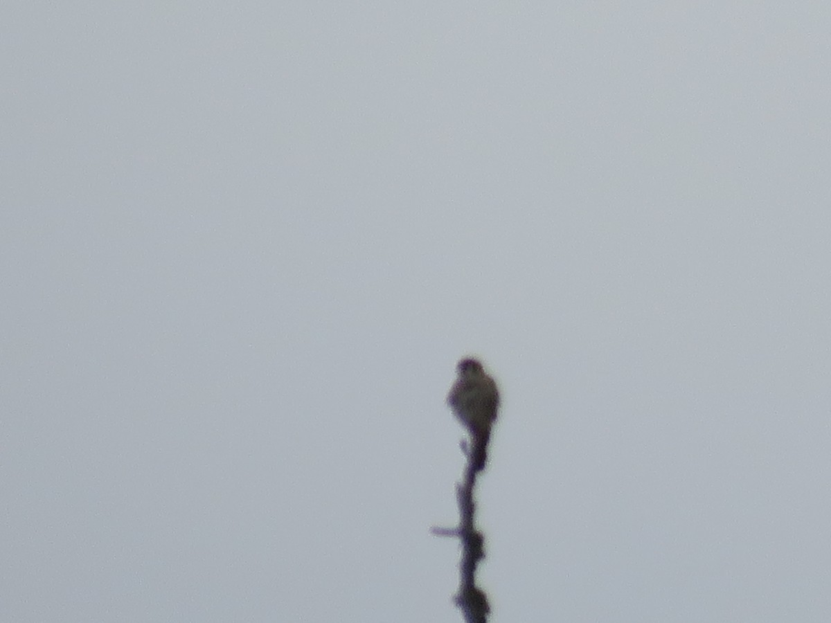 American Kestrel - ML644586749