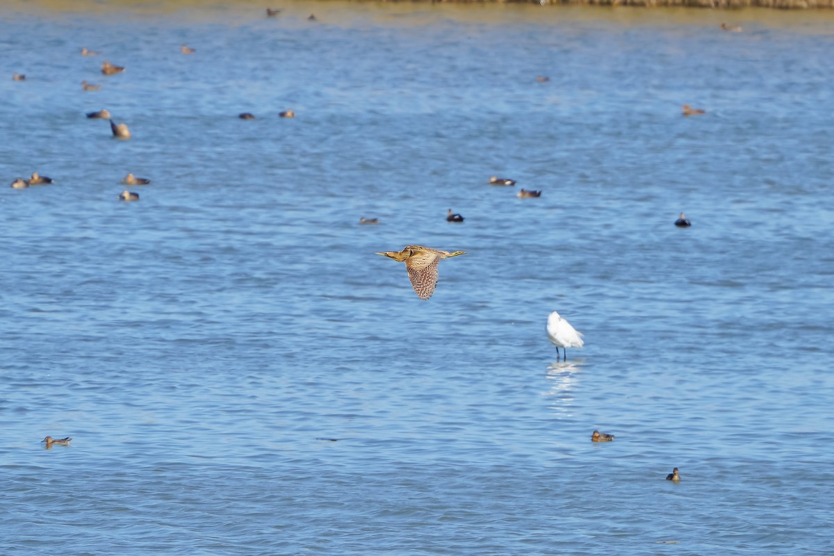Eurasian Bittern - ML644586751