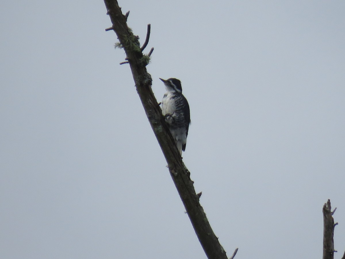 Black-backed Woodpecker - ML644586752