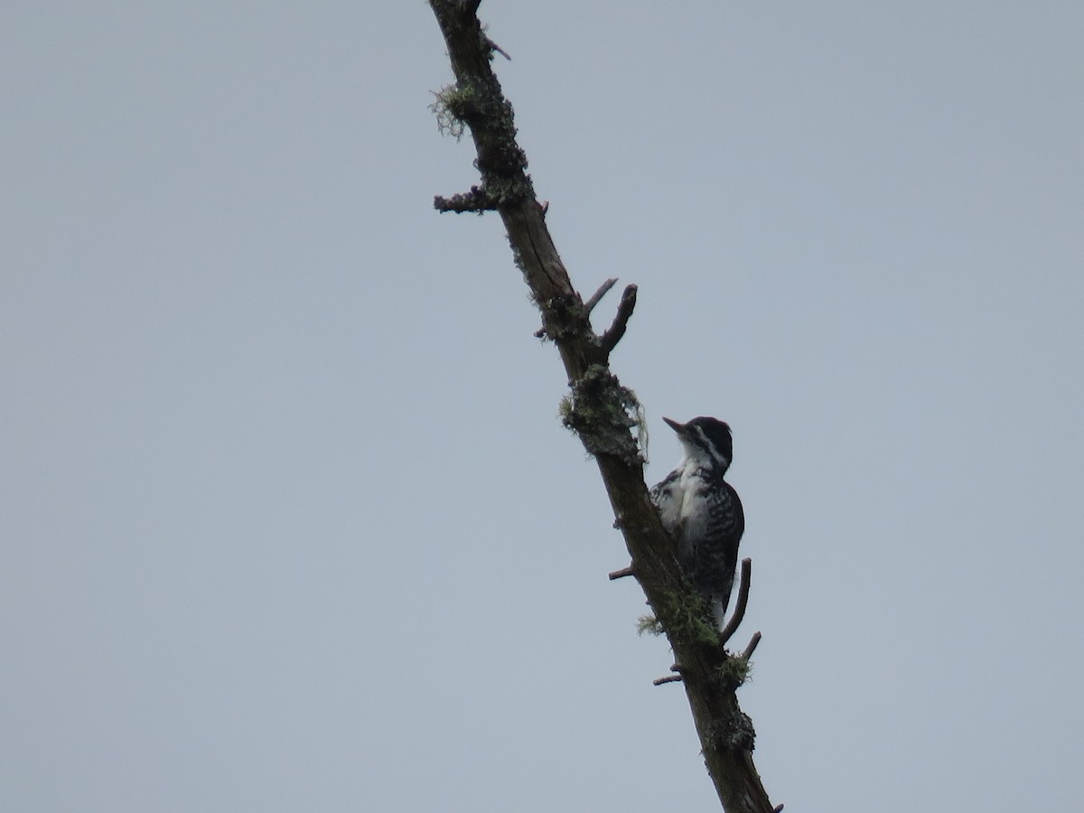 Black-backed Woodpecker - ML644586753