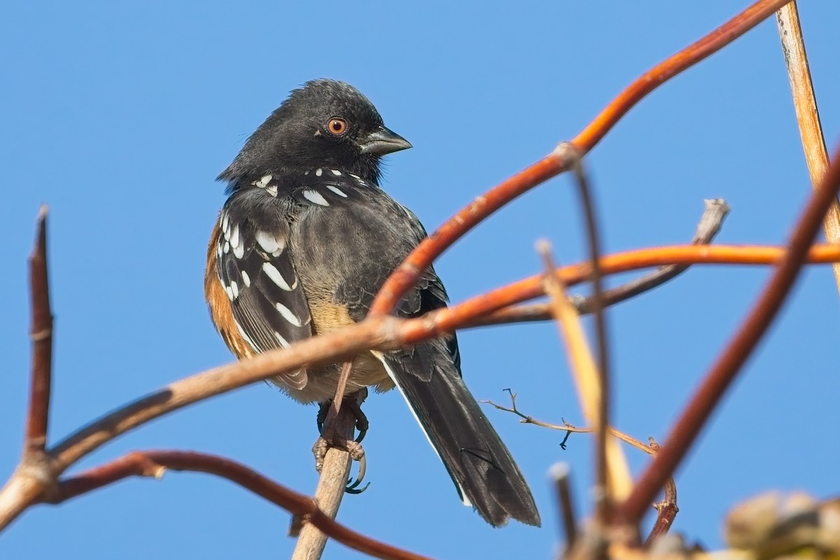 Spotted Towhee - ML644586755