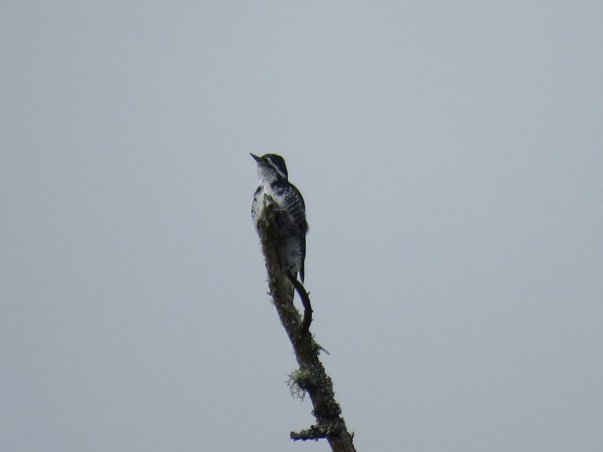 Black-backed Woodpecker - ML644586756