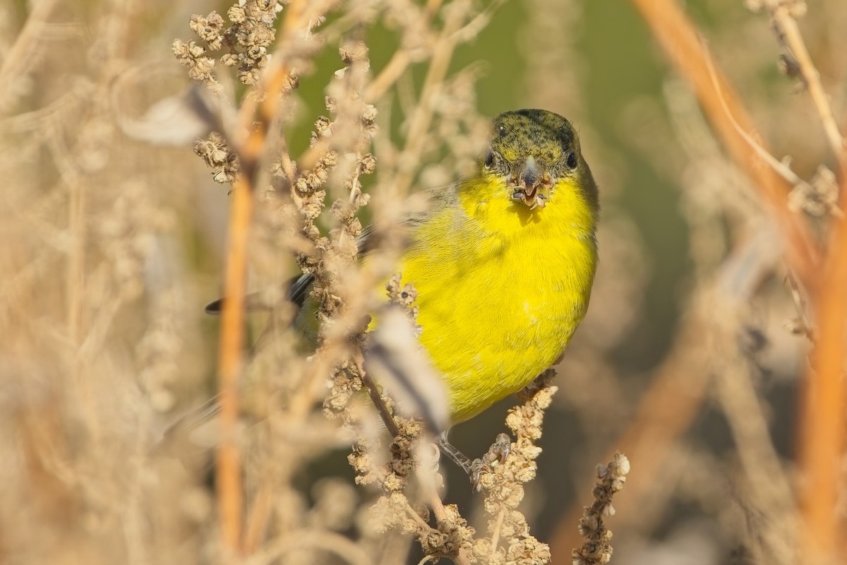 Lesser Goldfinch - ML644586758