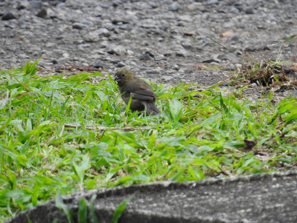 Чёрный просяночник - ML644586761