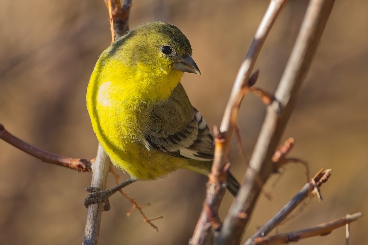Lesser Goldfinch - ML644586770