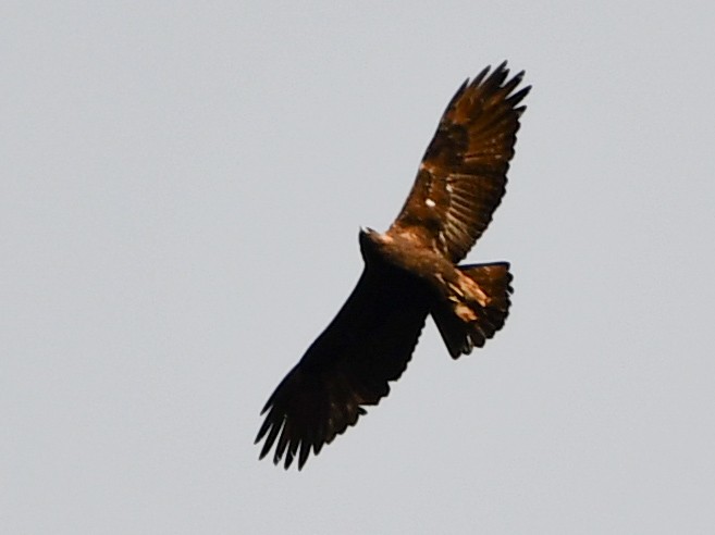 Golden Eagle - ML644586774