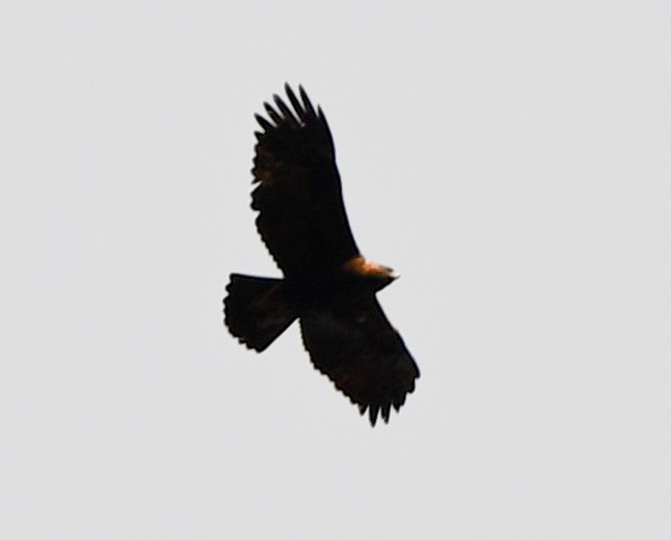 Golden Eagle - ML644586775