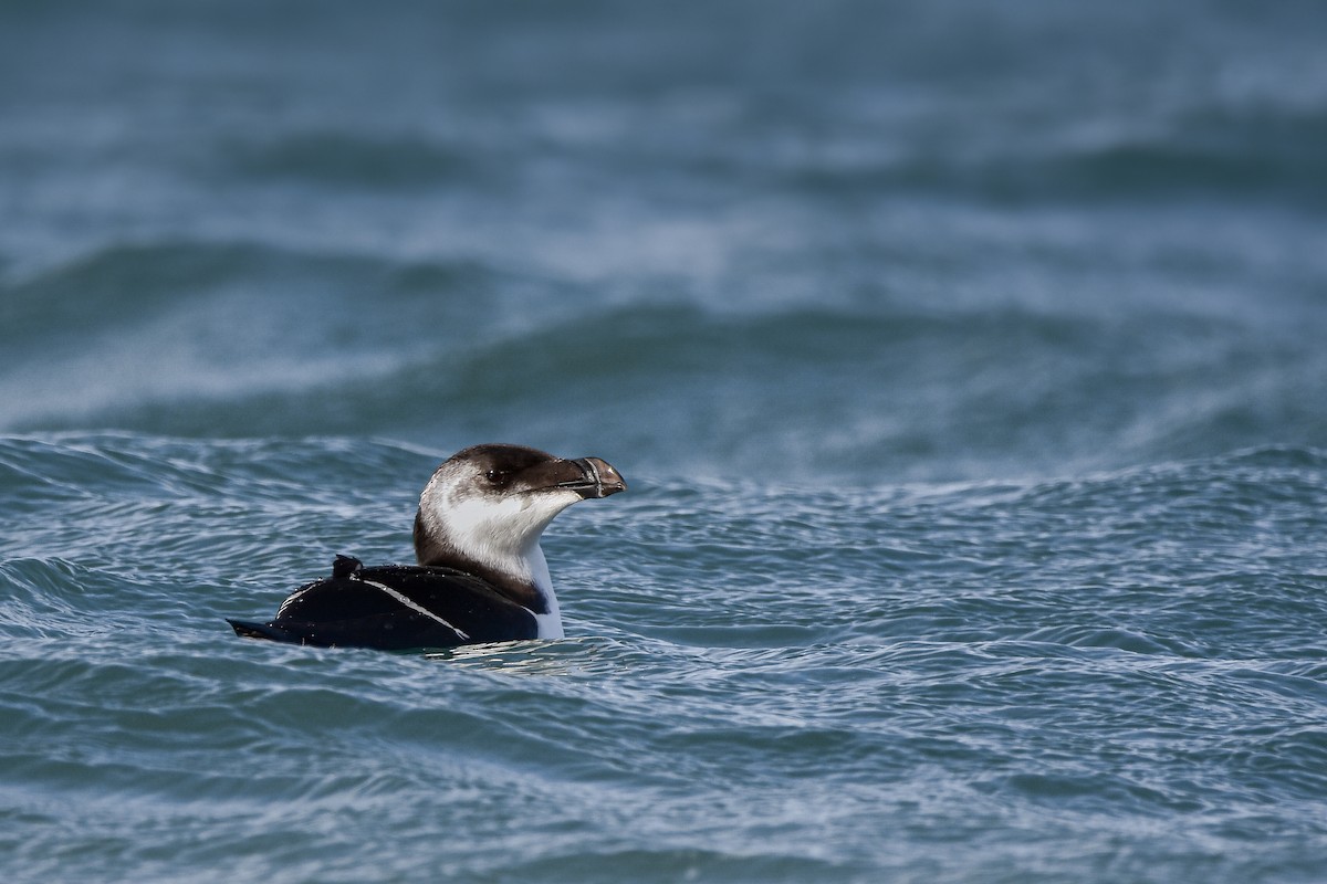Razorbill - ML644586781