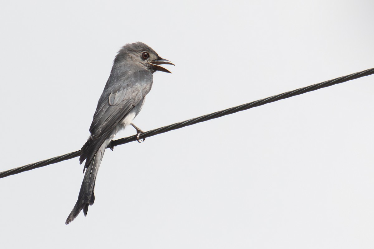 Ashy Drongo (White-lored) - ML644586784