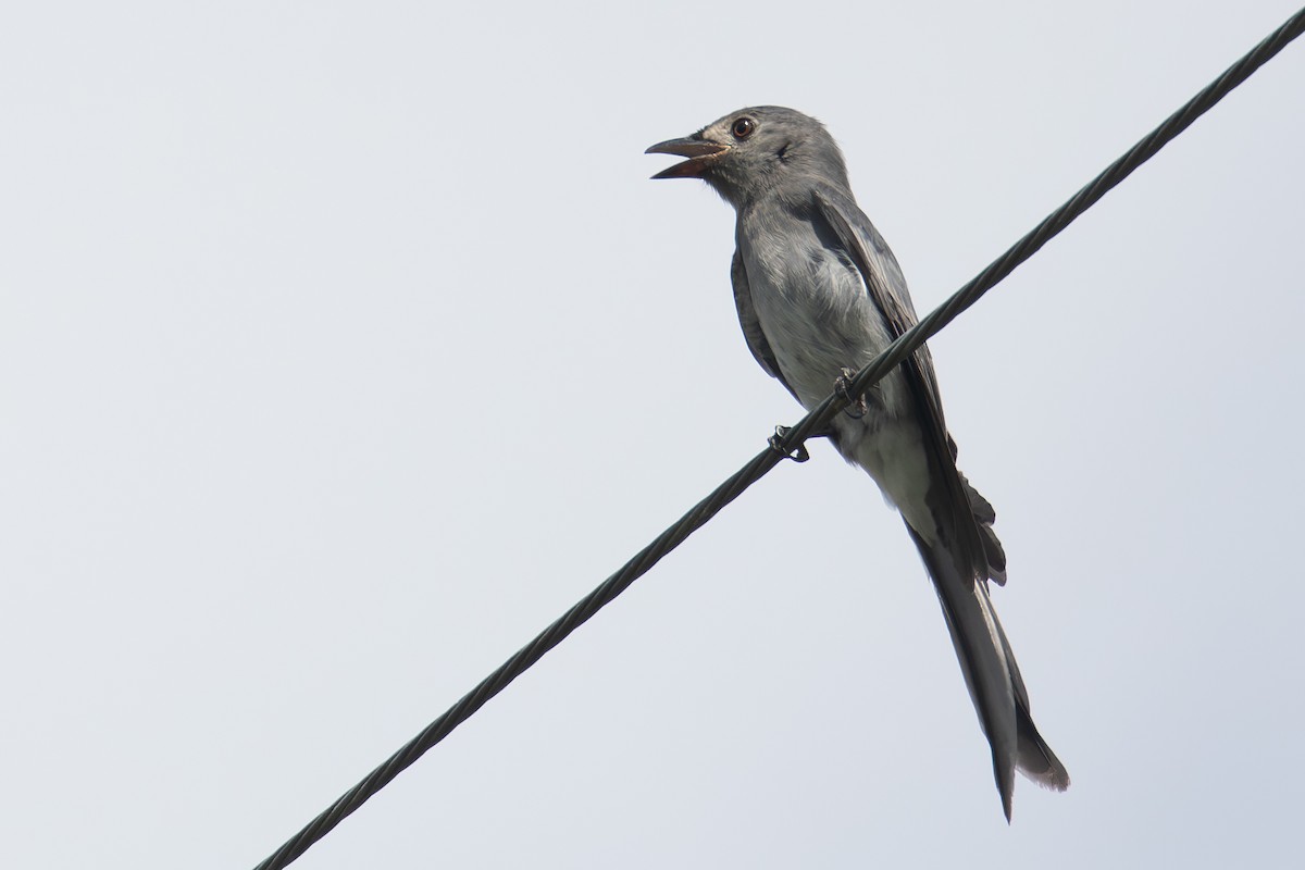 Ashy Drongo (White-lored) - ML644586785