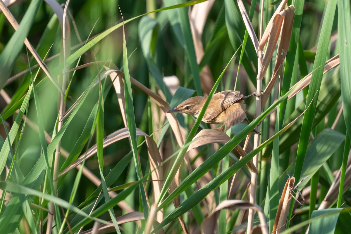 Manchurian Reed Warbler - ML644586786