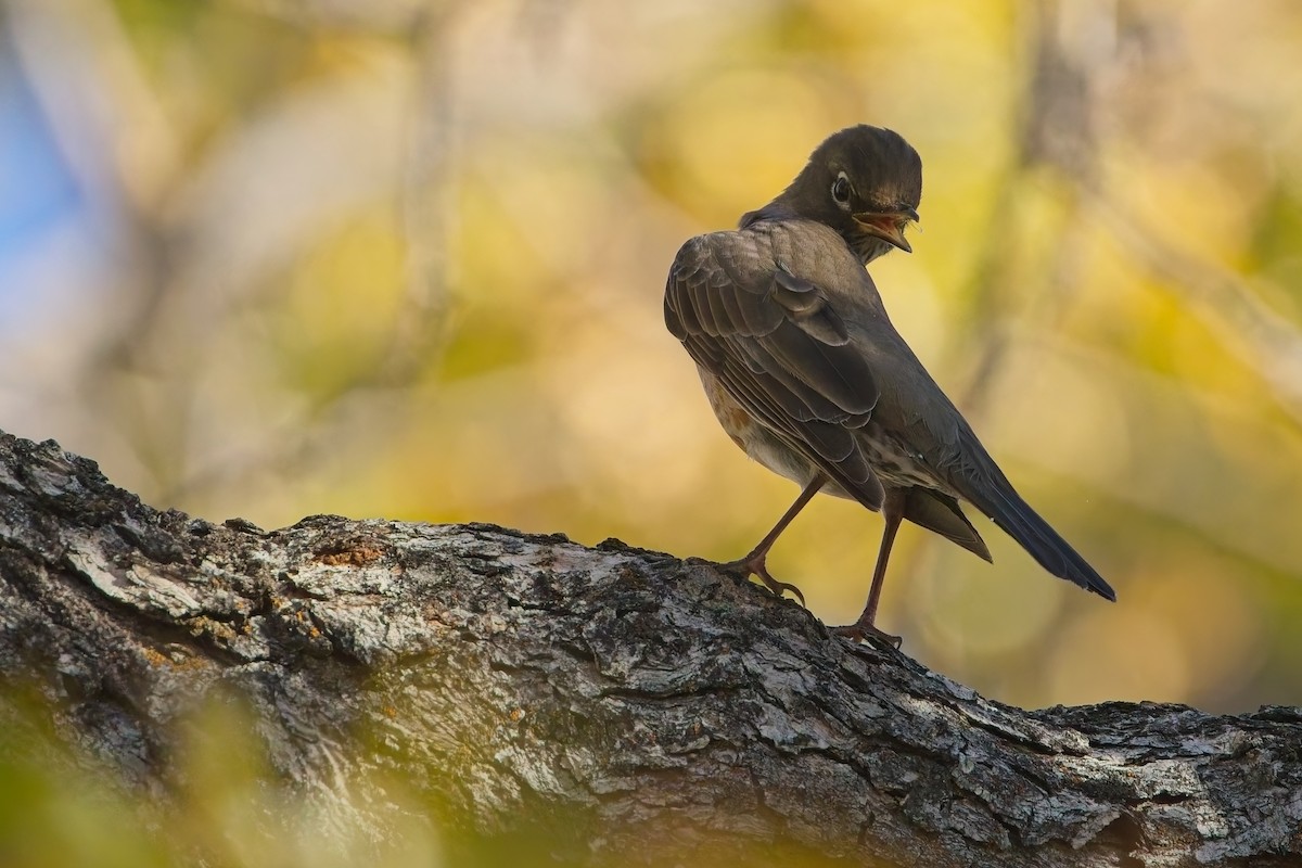 American Robin - ML644586787