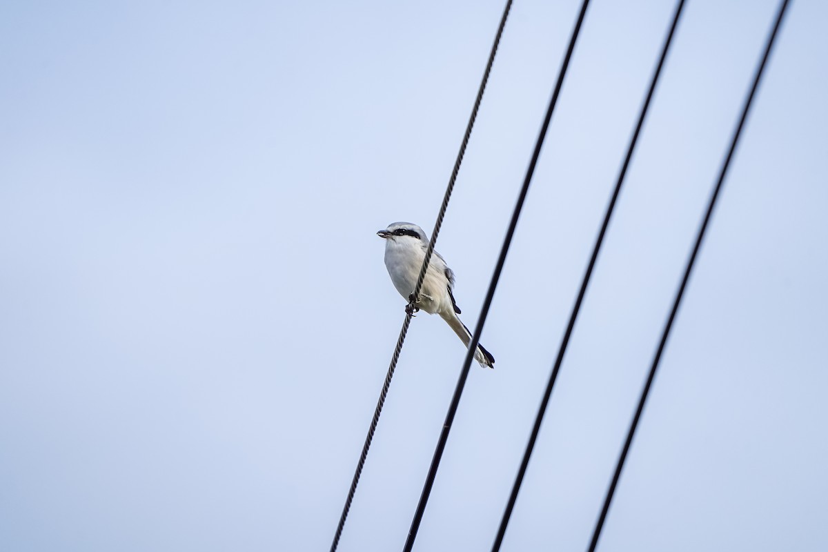 Chinese Gray Shrike - ML644586789