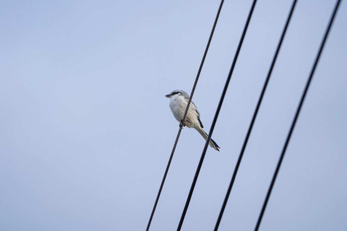 Chinese Gray Shrike - ML644586790