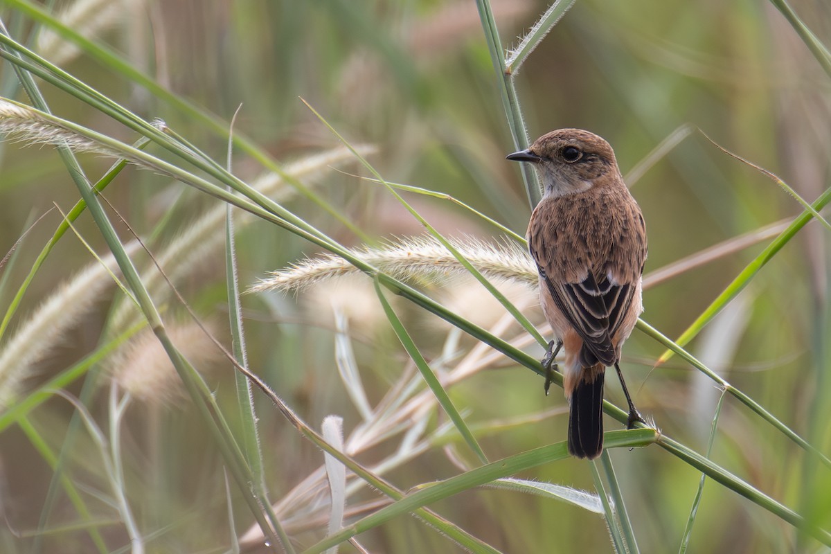 Amur Stonechat - ML644586791
