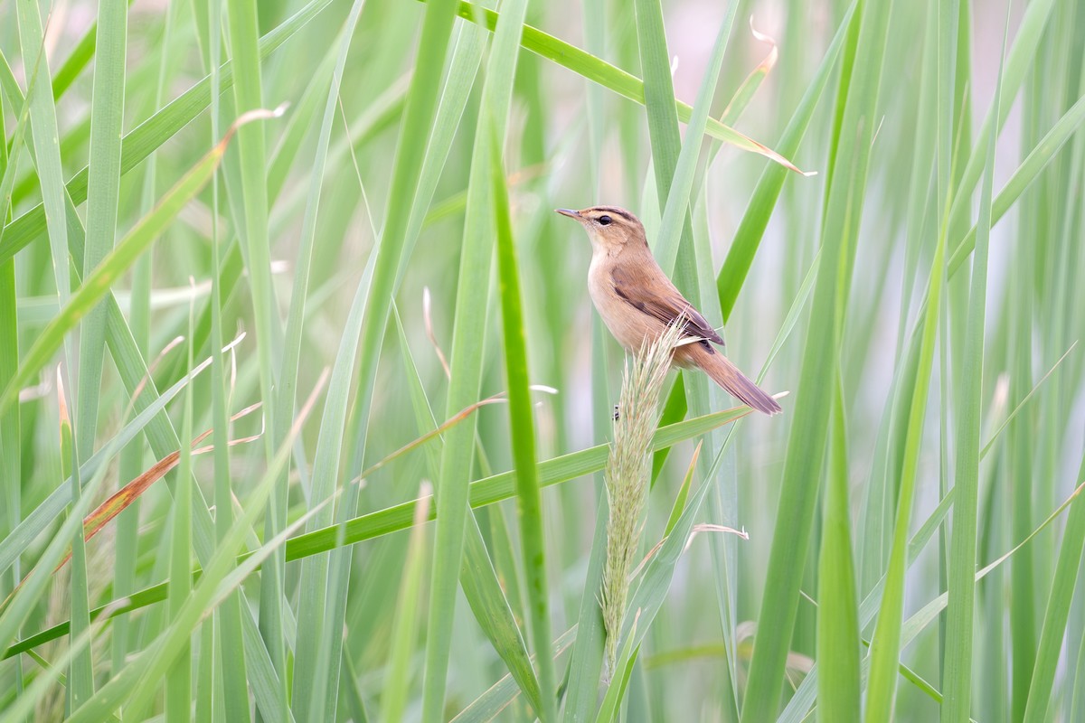 Black-browed Reed Warbler - ML644586793