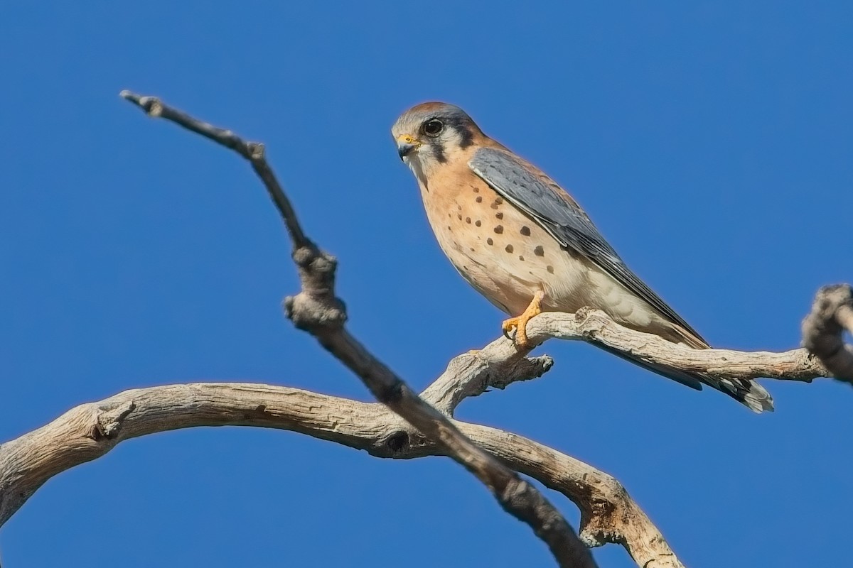 American Kestrel - ML644586795