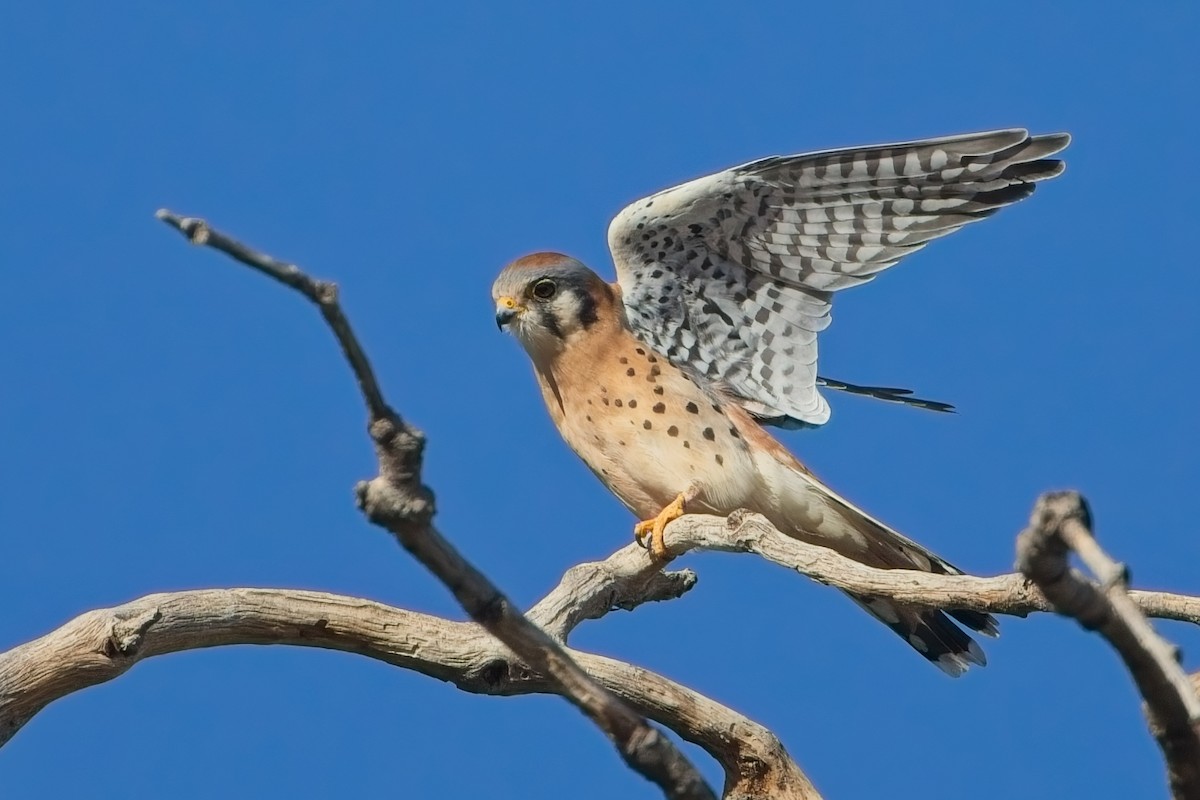 American Kestrel - ML644586796