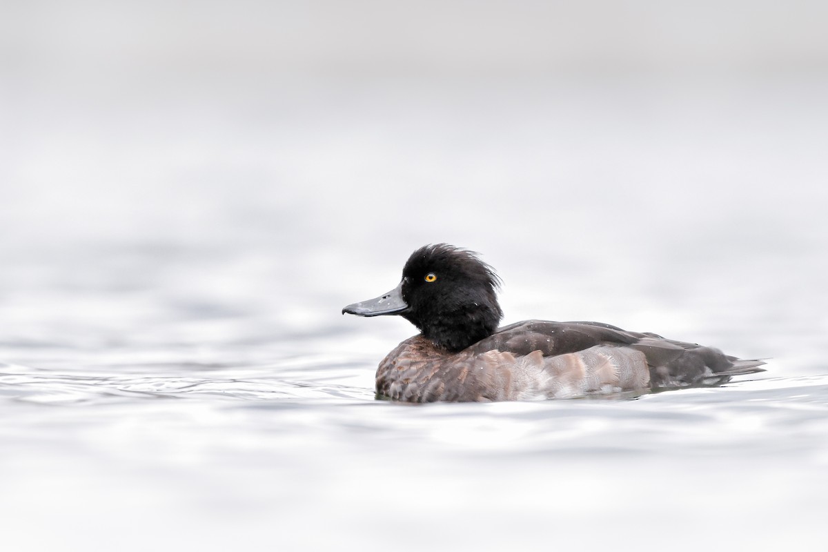 Tufted Duck - ML644586798