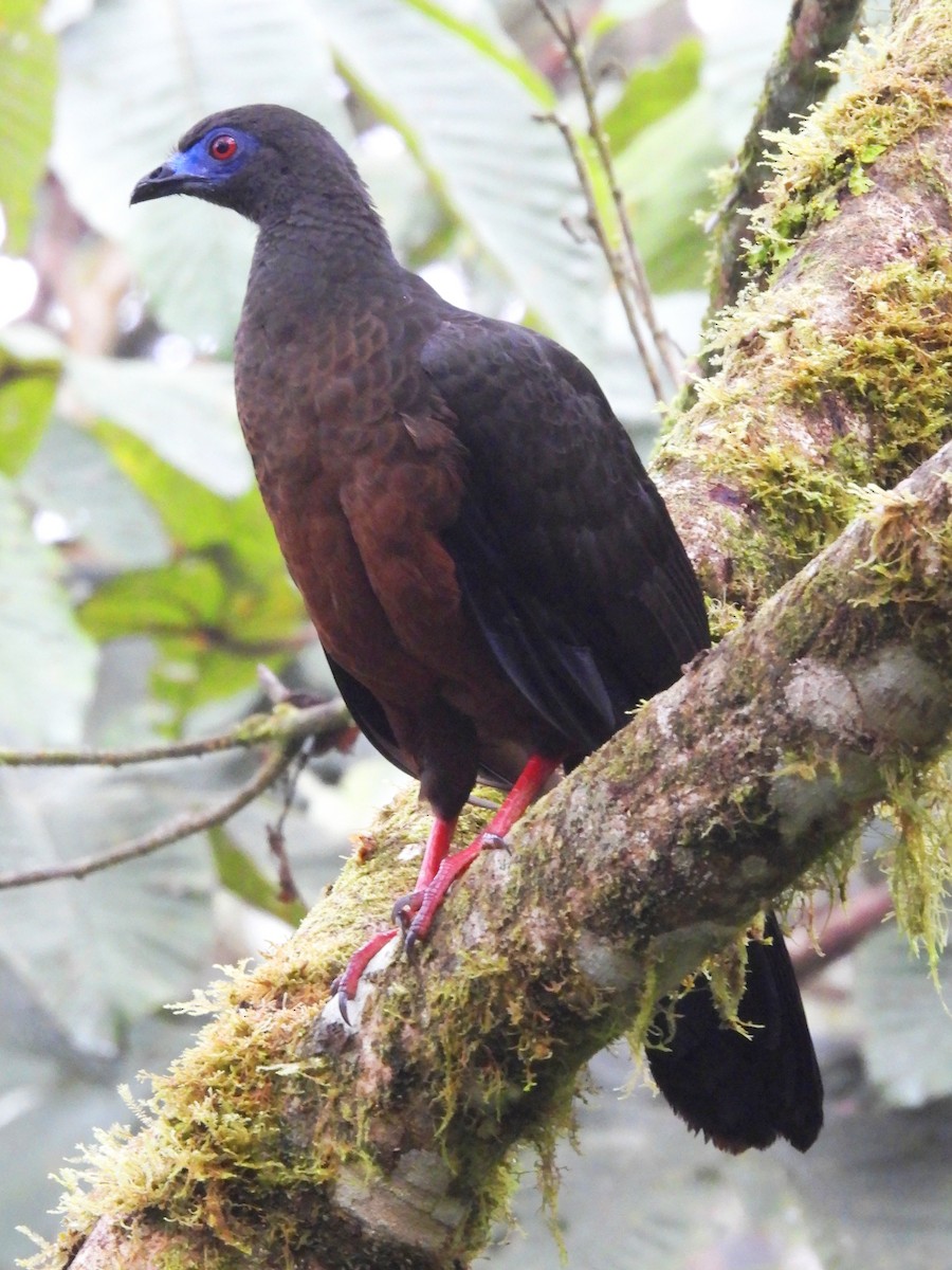 Sickle-winged Guan - ML644586801