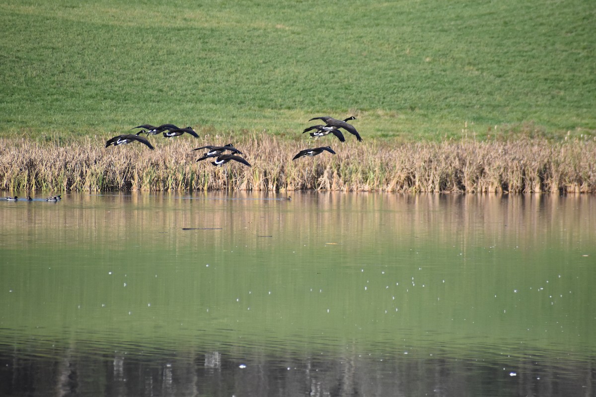 Canada Goose - ML644586804